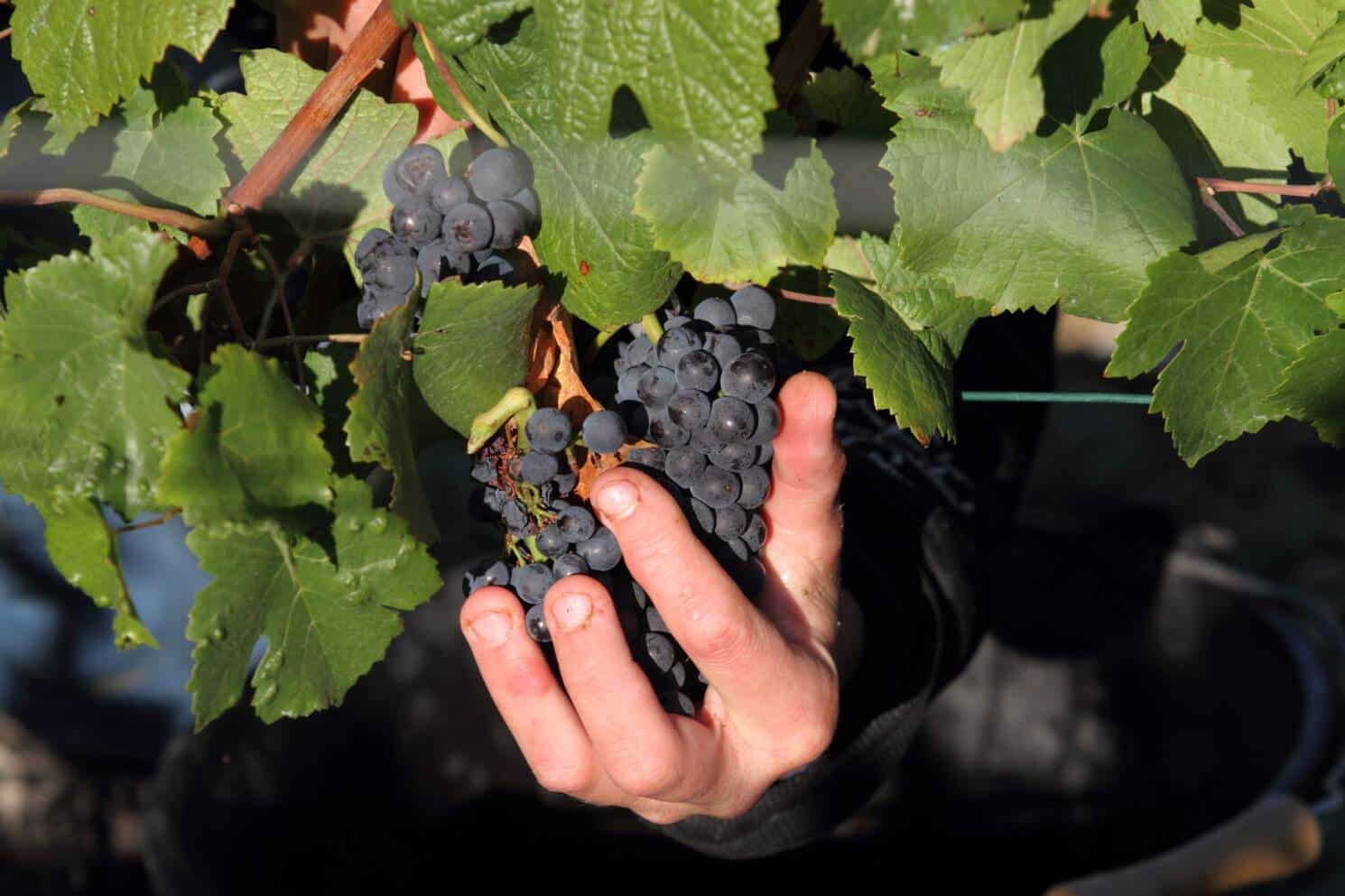 Grappe de Pinot Noir, vendanges