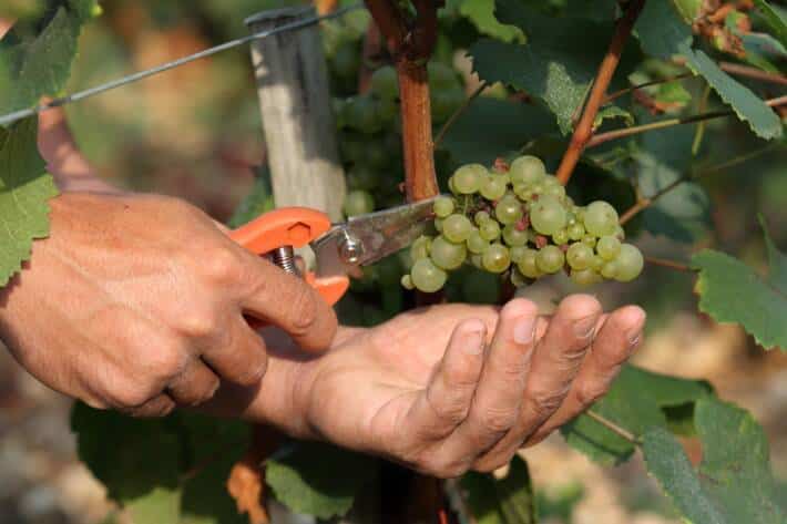 Grappe de raisin coupée pendant les vendanges
