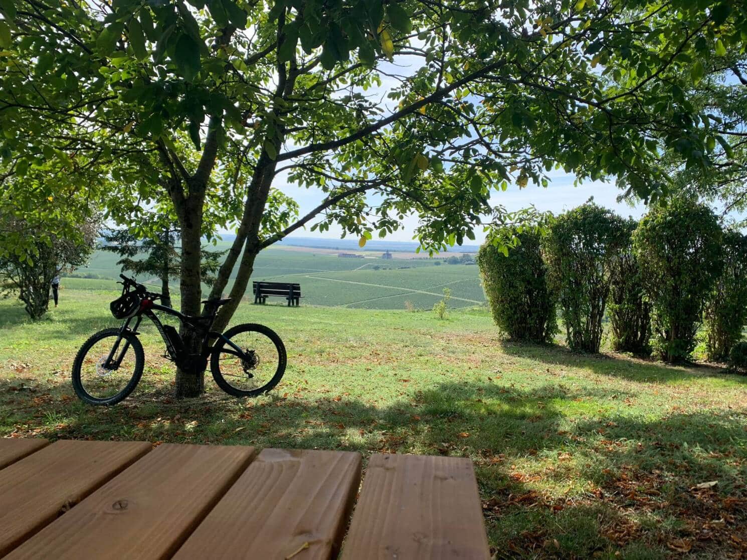 Un vélo posé contre un arbre au milieu de la nature
