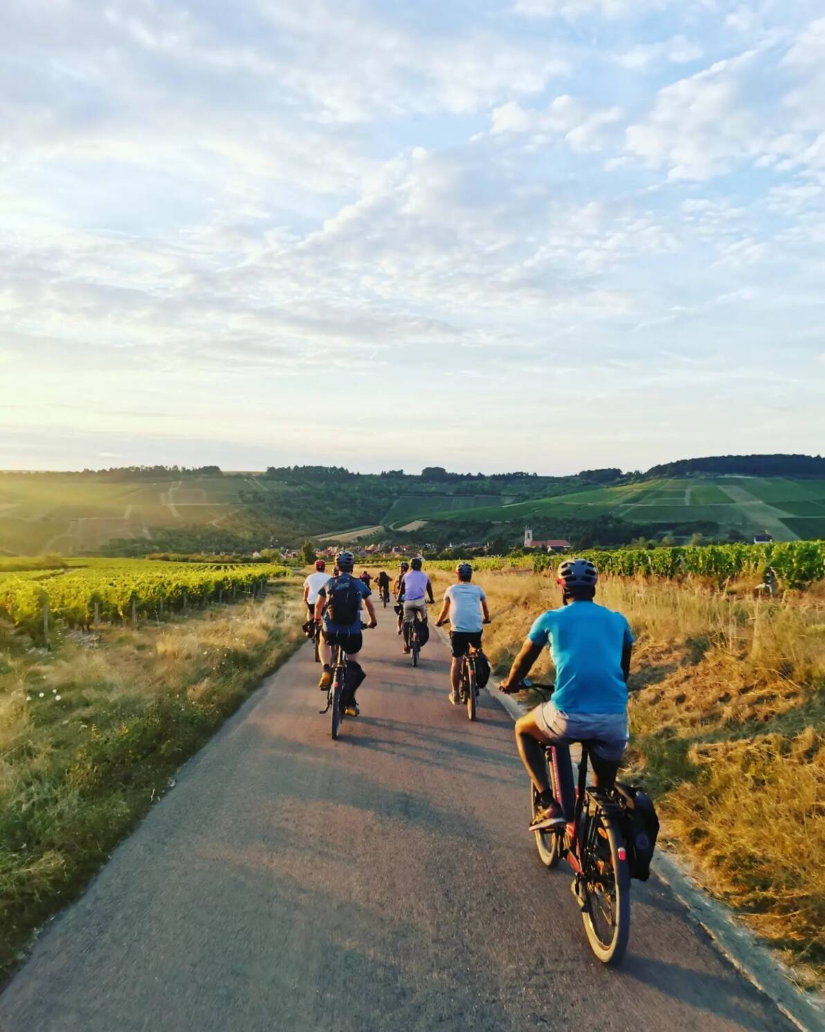 Des touristes à vélo au milieu des vignes