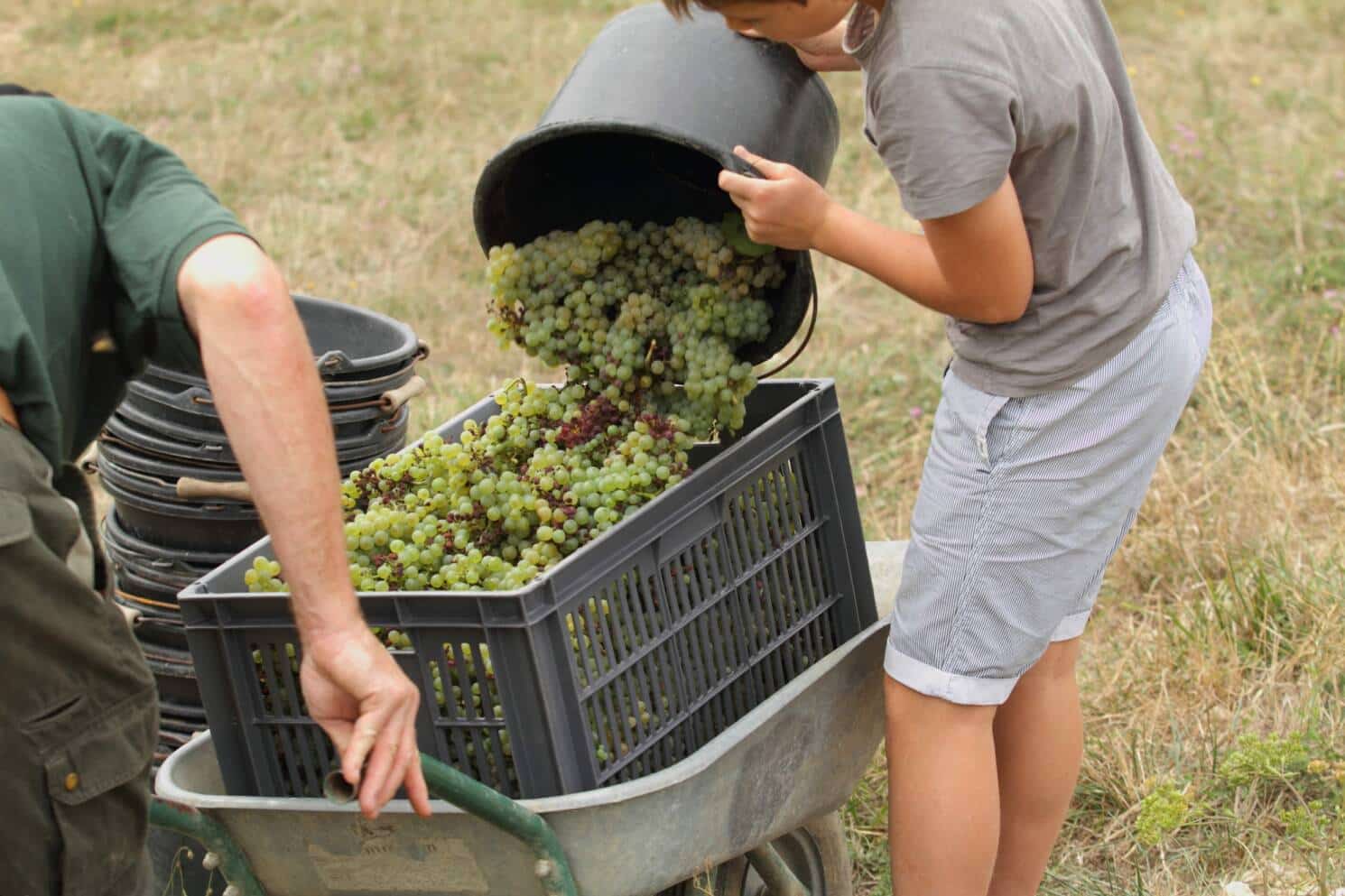 Caisse remplit de raisin récolté pendant les vendanges