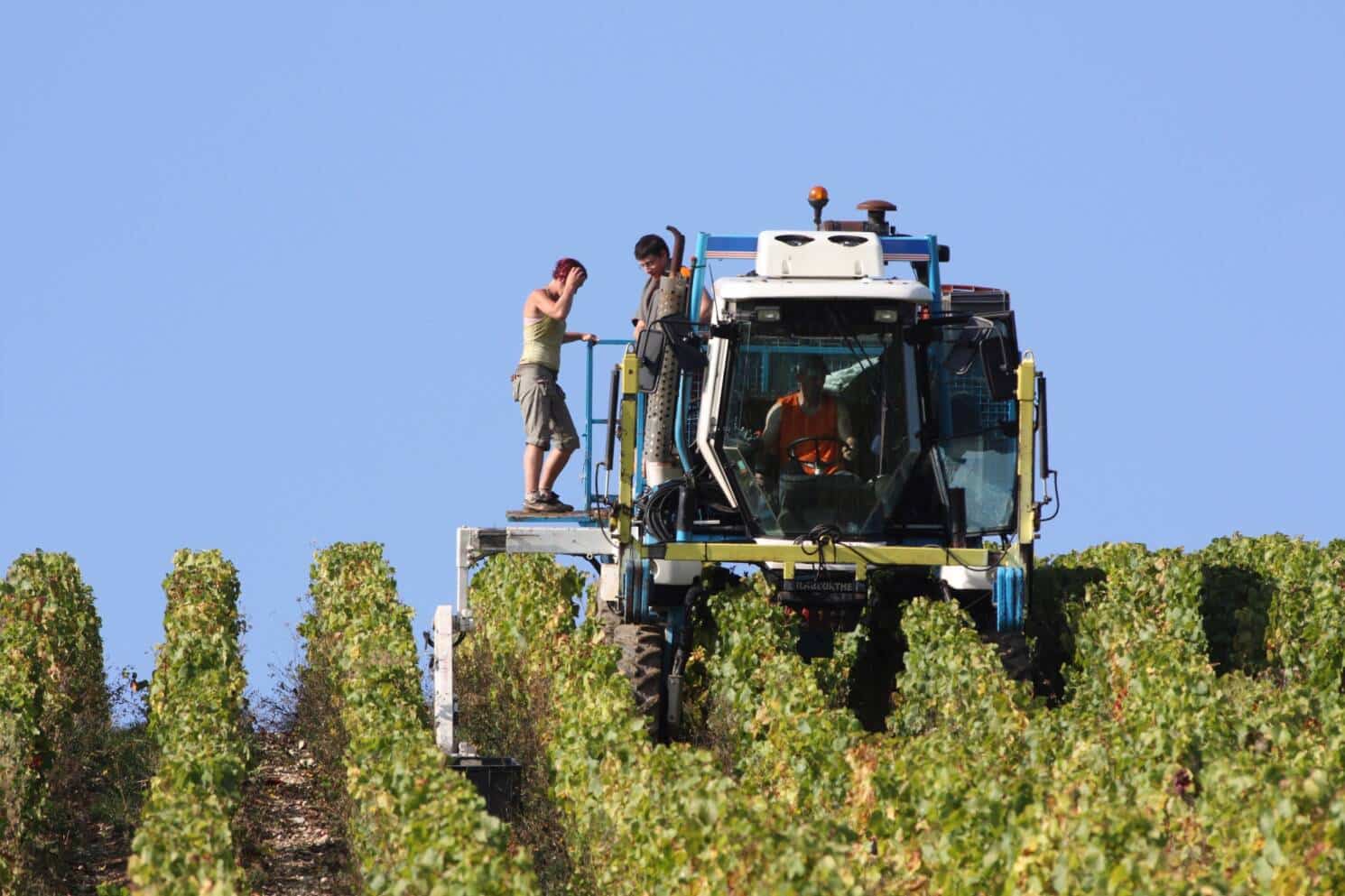 Des vignerons sur un machine à vendanger pendant la période des vendanges