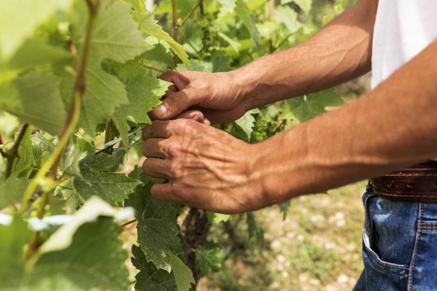 Freepik 1 Des mains d'homme qui touche du raisin dans les vignes