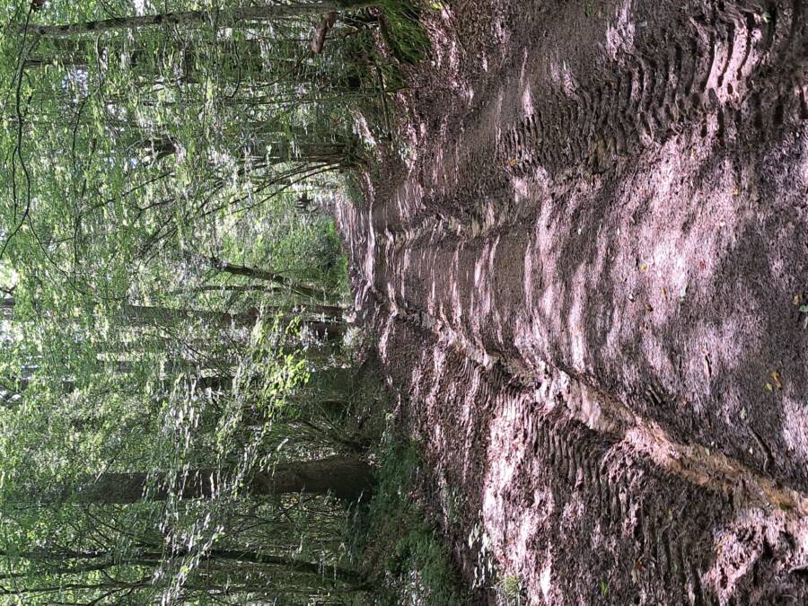 chemin de randonnée dans l'Yonne ne Bourgogne avec Amandine Chevallier