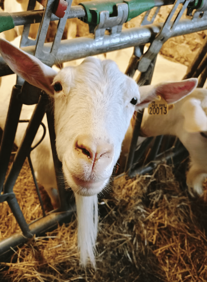 Le p'tit chèvre de Bernouil