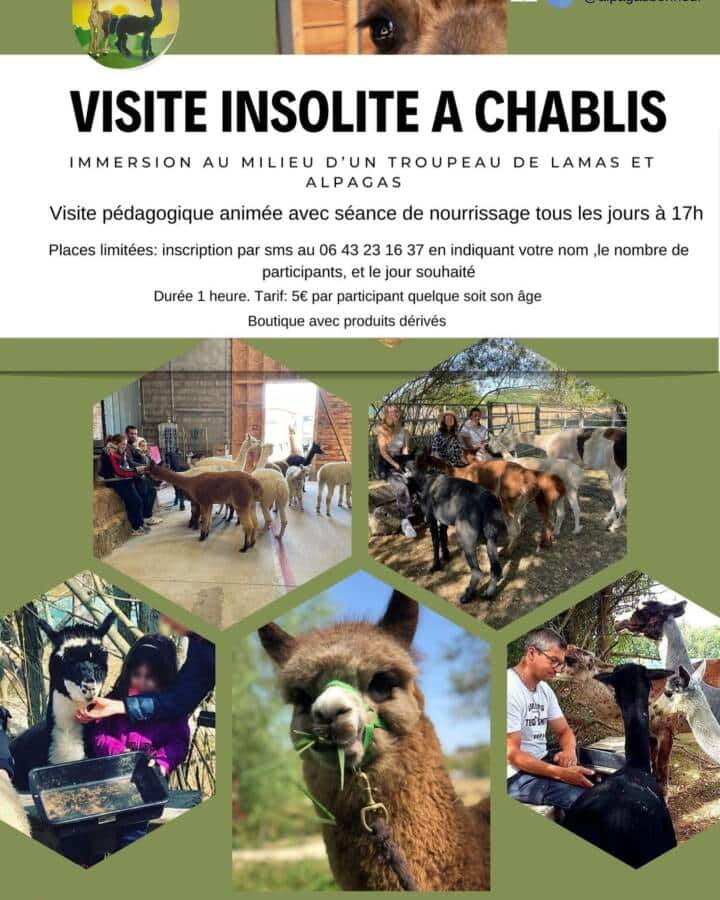 Visite insolite à Chablis