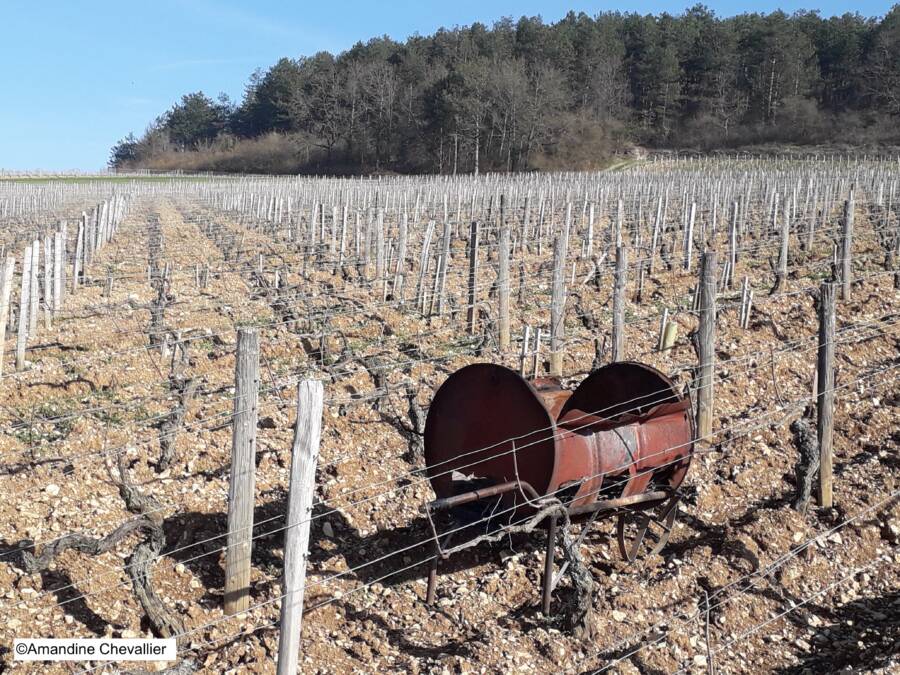 BALADE COMMENTÉE DANS LE VIGNOBLE DE CHABLIS