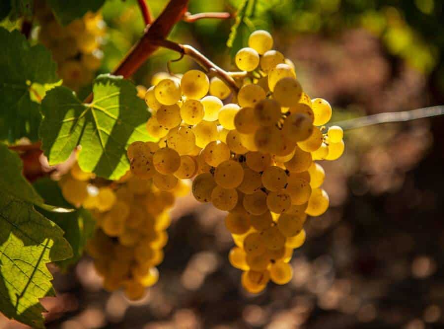 collineIMG_7330